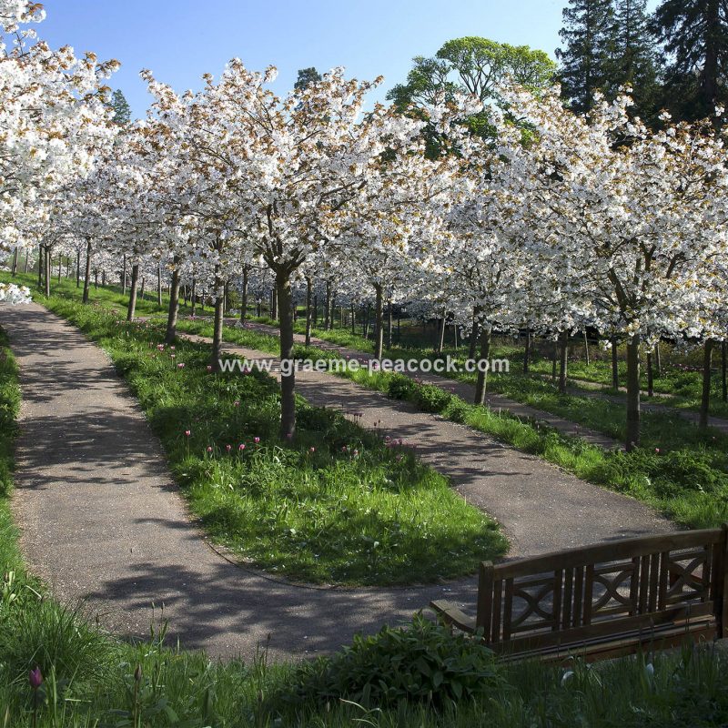 The Cherry Orchard, The Alnwick Garden, Alnwick, Northumberland