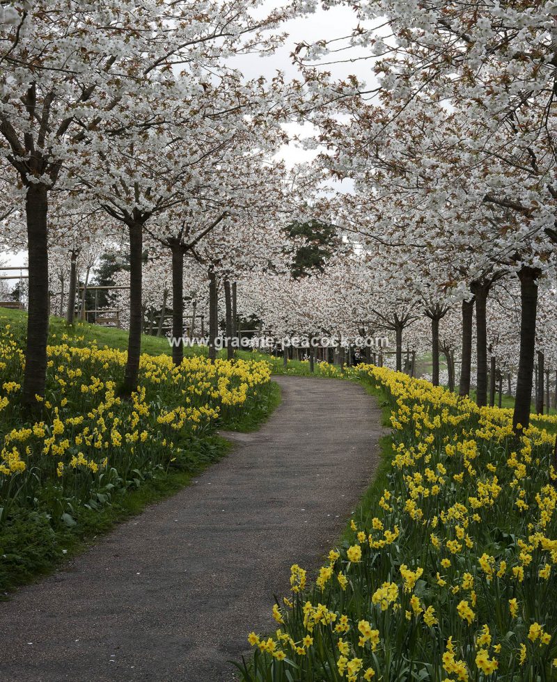 The Cherry Orchard, The Alnwick Garden, Alnwick, Northumberland