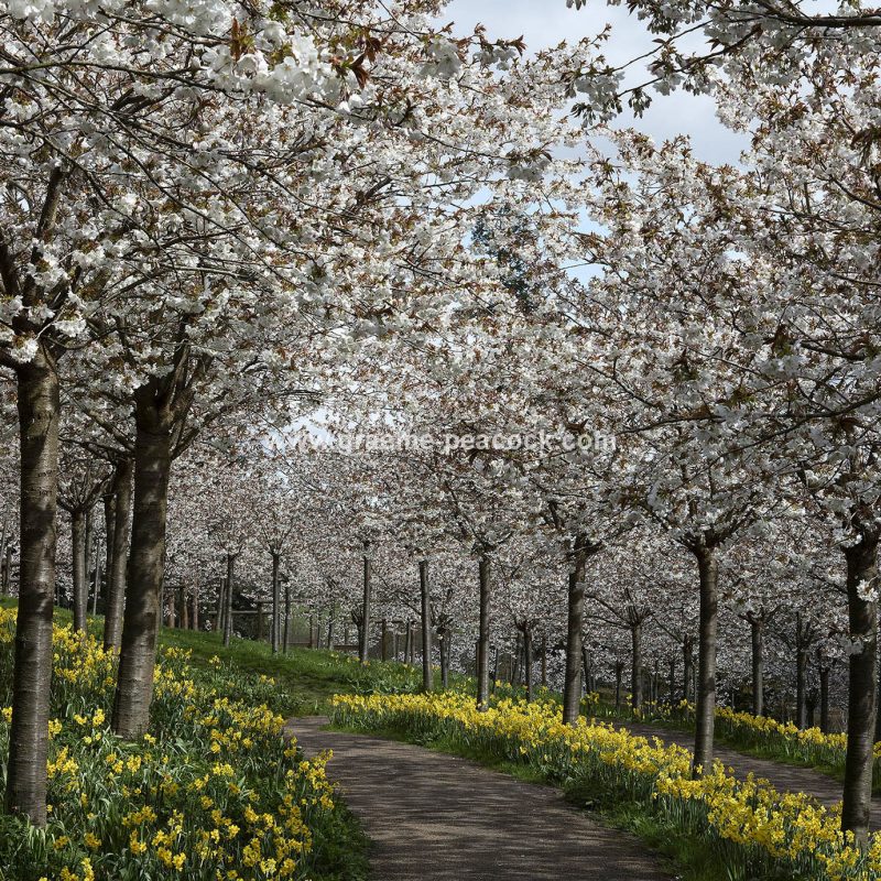 The Cherry Orchard, The Alnwick Garden, Alnwick, Northumberland