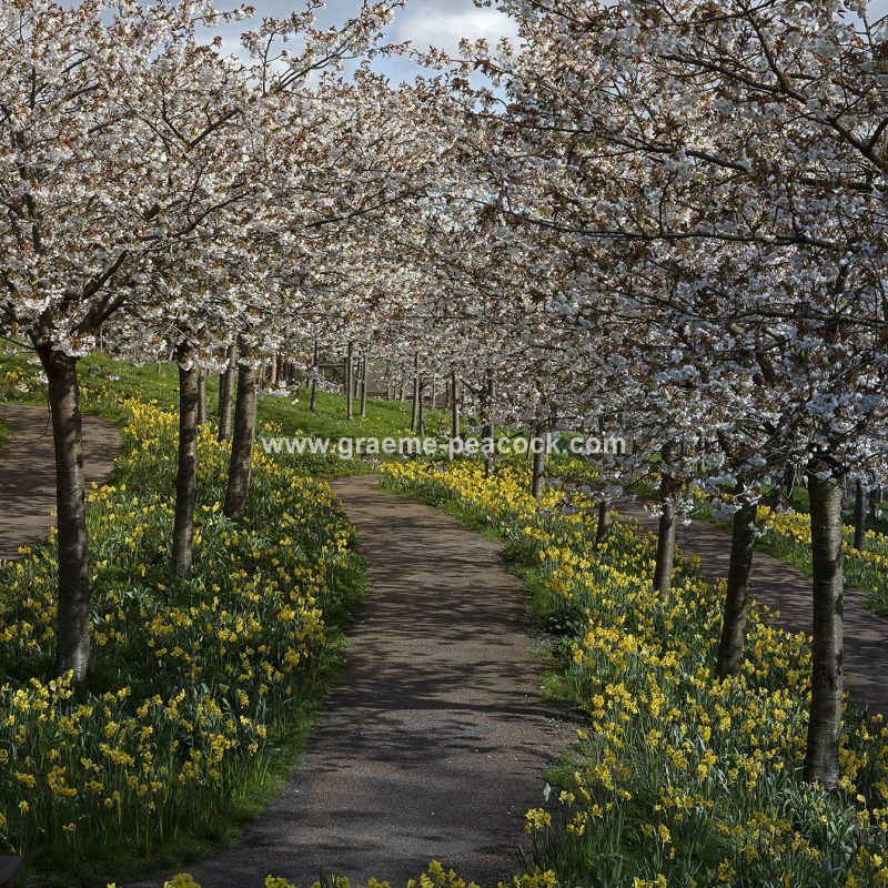 The Cherry Orchard, The Alnwick Garden, Alnwick, Northumberland