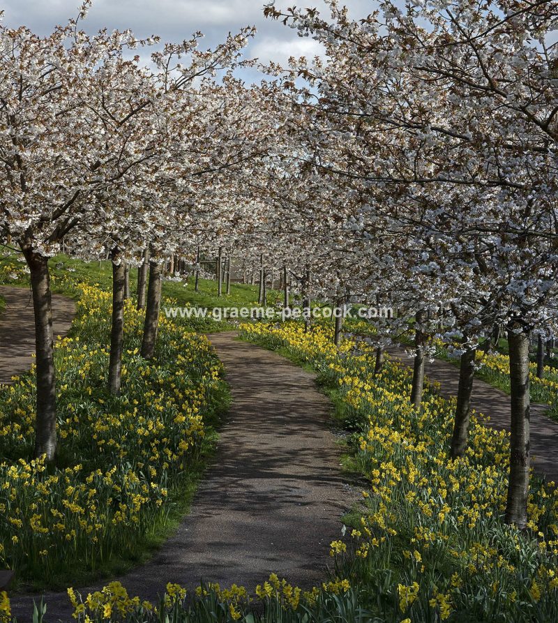 The Cherry Orchard, The Alnwick Garden, Alnwick, Northumberland