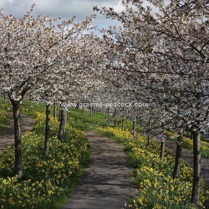 The Cherry Orchard, The Alnwick Garden, Alnwick, Northumberland