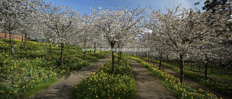The Cherry Orchard, The Alnwick Garden, Alnwick, Northumberland