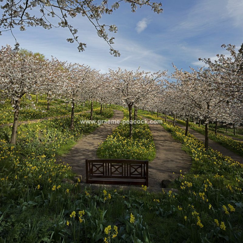 The Cherry Orchard, The Alnwick Garden, Alnwick, Northumberland