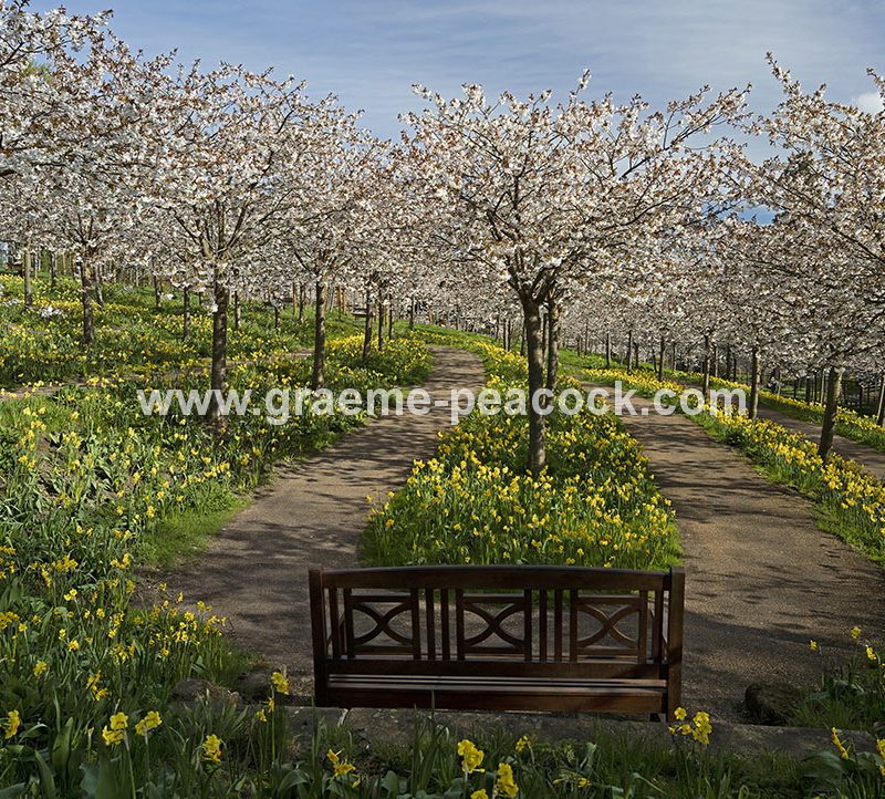The Cherry Orchard, The Alnwick Garden, Alnwick, Northumberland
