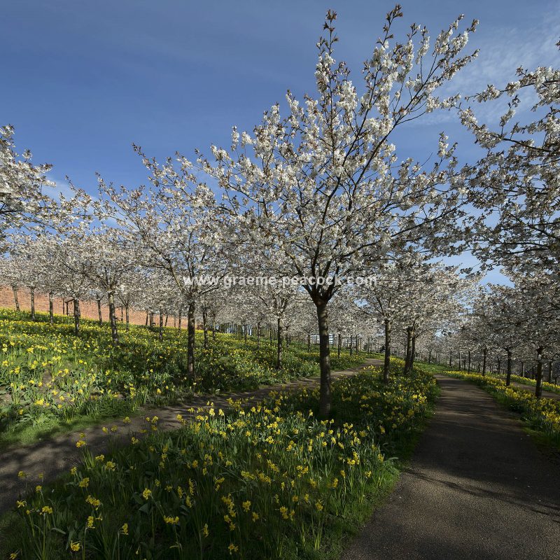 The Cherry Orchard, The Alnwick Garden, Alnwick, Northumberland