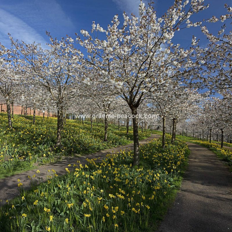 The Cherry Orchard, The Alnwick Garden, Alnwick, Northumberland