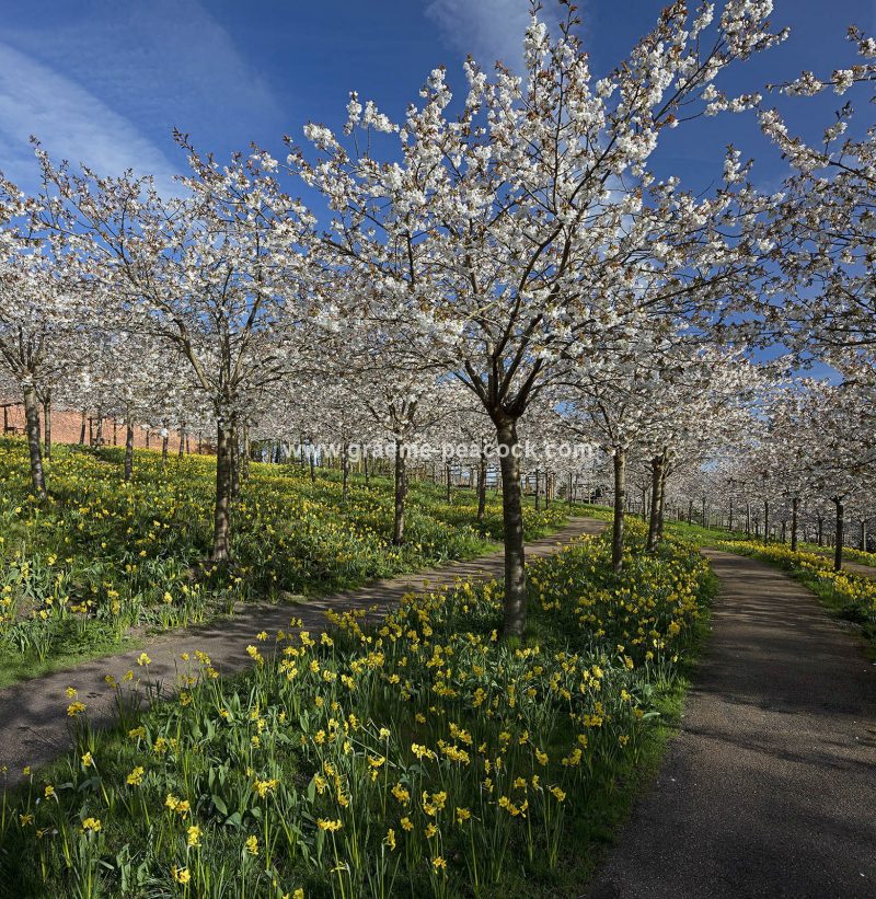 The Cherry Orchard, The Alnwick Garden, Alnwick, Northumberland