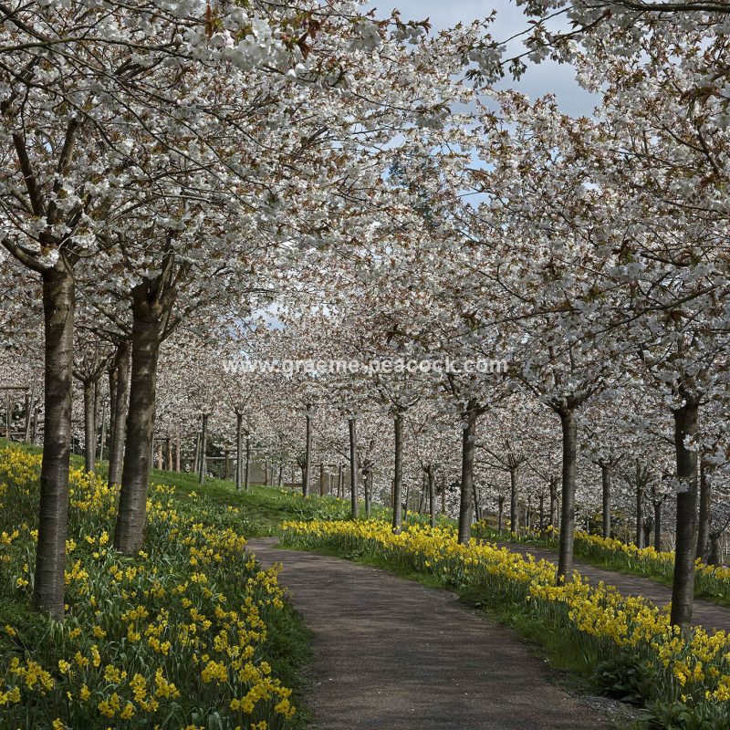 The Cherry Orchard, The Alnwick Garden, Alnwick, Northumberland