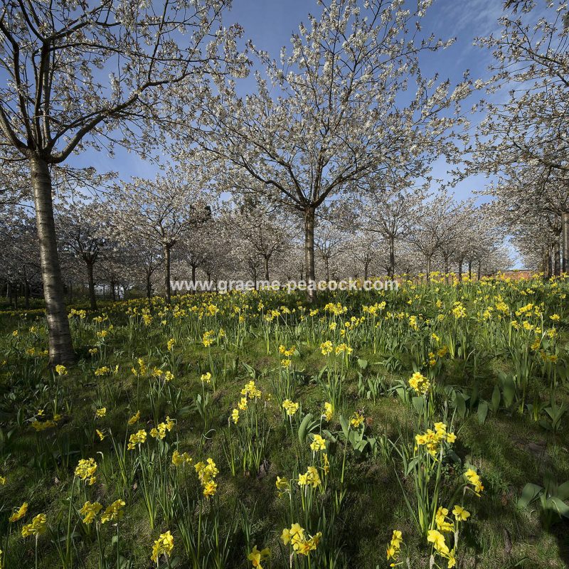 The Cherry Orchard, The Alnwick Garden, Alnwick, Northumberland