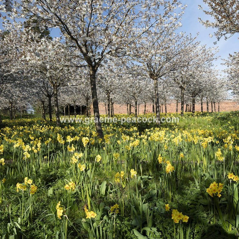 The Cherry Orchard, The Alnwick Garden, Alnwick, Northumberland