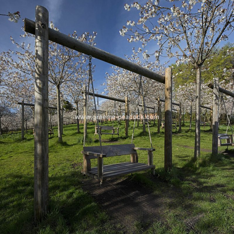 The Cherry Orchard, The Alnwick Garden, Alnwick, Northumberland