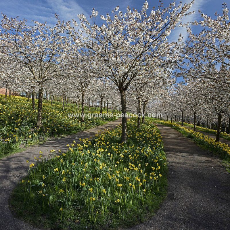 The Cherry Orchard, The Alnwick Garden, Alnwick, Northumberland
