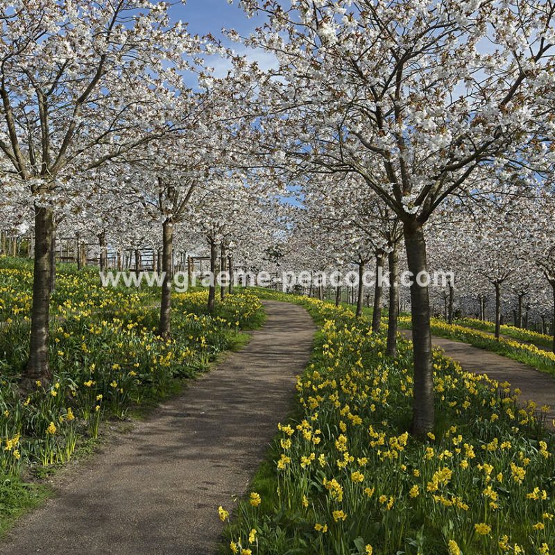 The Cherry Orchard, The Alnwick Garden, Alnwick, Northumberland