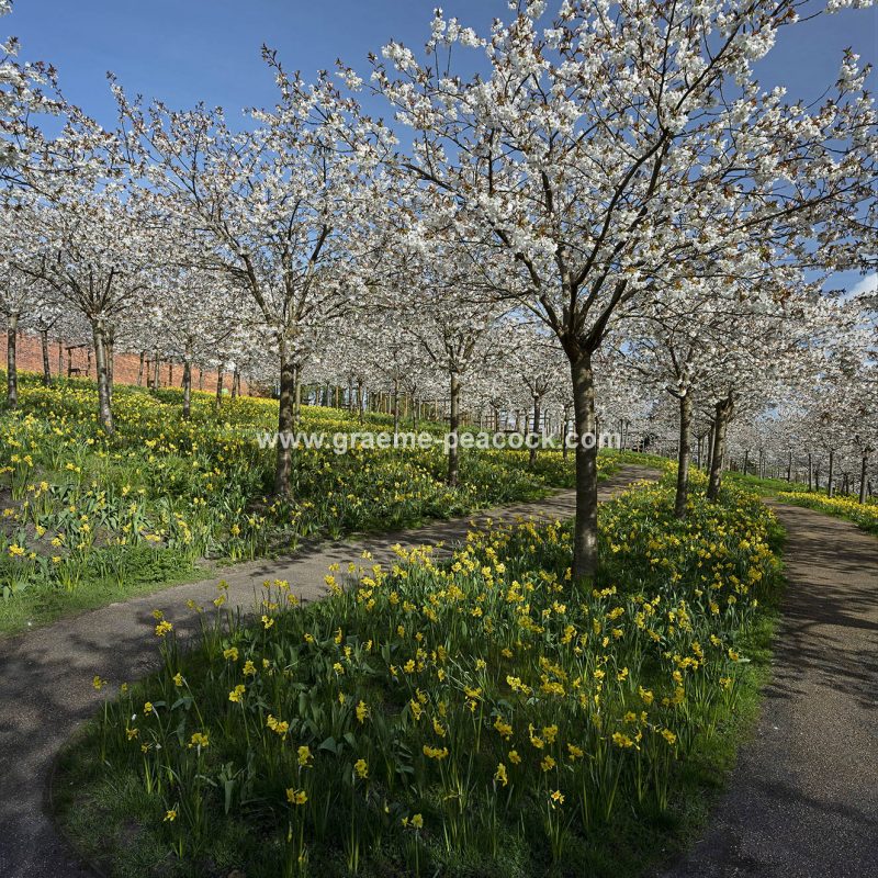 The Cherry Orchard, The Alnwick Garden, Alnwick, Northumberland