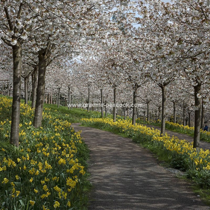 The Cherry Orchard, The Alnwick Garden, Alnwick, Northumberland