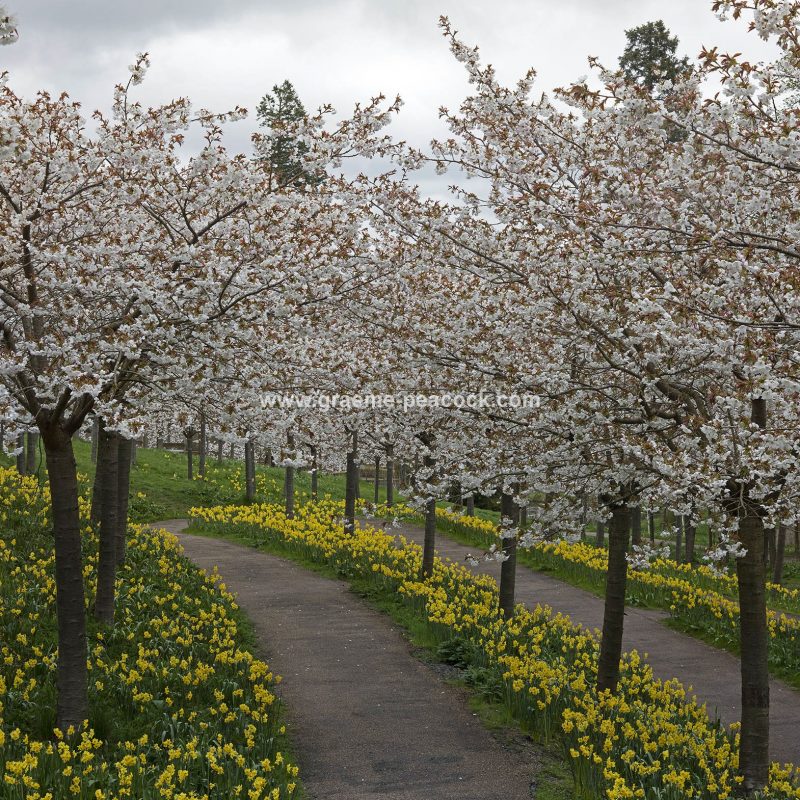 The Cherry Orchard, The Alnwick Garden, Alnwick, Northumberland