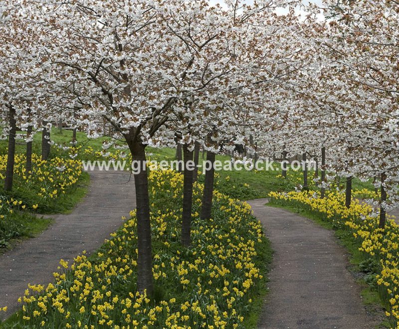 The Cherry Orchard, The Alnwick Garden, Alnwick, Northumberland