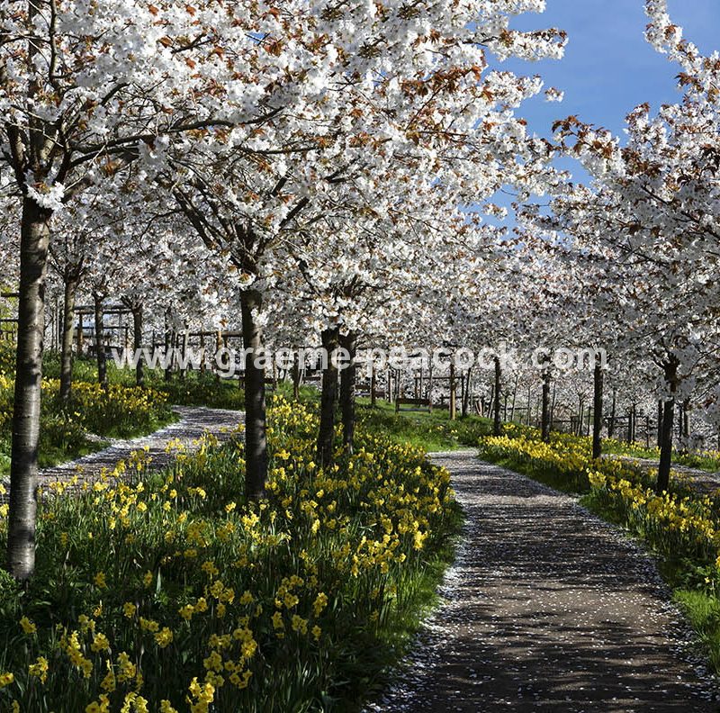 The Cherry Orchard, The Alnwick Garden, Alnwick, Northumberland