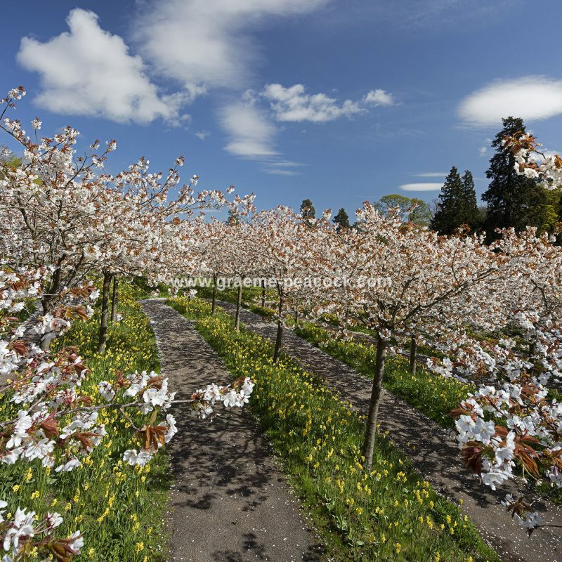 The Cherry Orchard, The Alnwick Garden, Alnwick, Northumberland