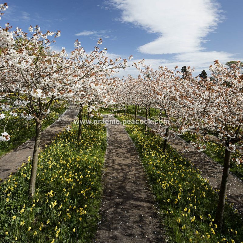 The Cherry Orchard, The Alnwick Garden, Alnwick, Northumberland