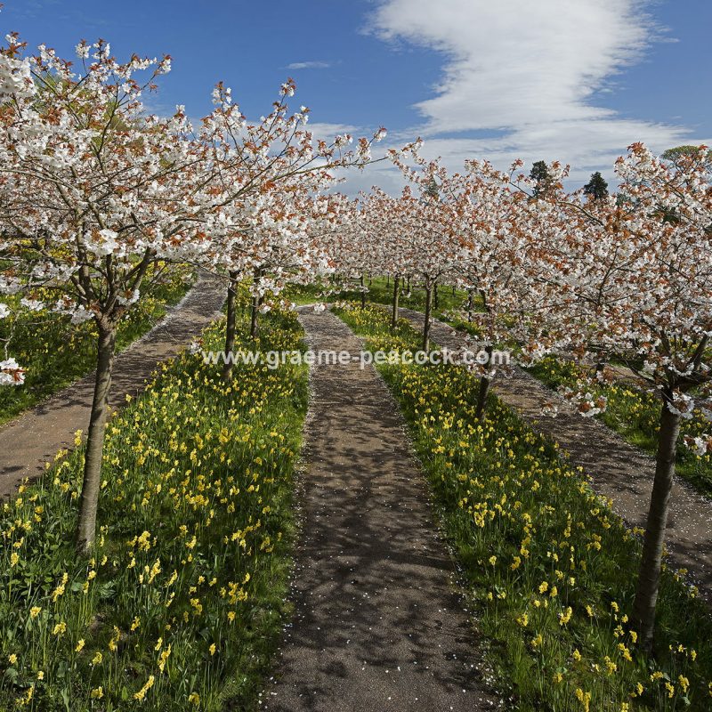 The Cherry Orchard, The Alnwick Garden, Alnwick, Northumberland