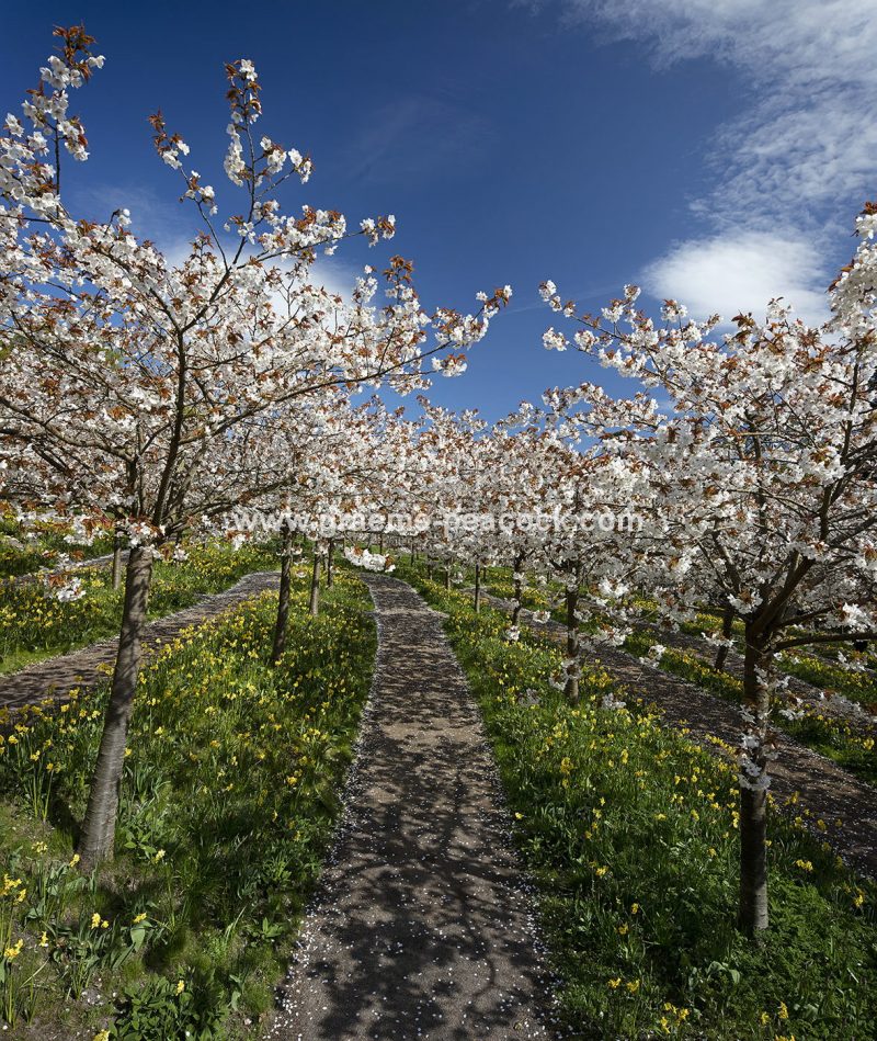 The Cherry Orchard, The Alnwick Garden, Alnwick, Northumberland