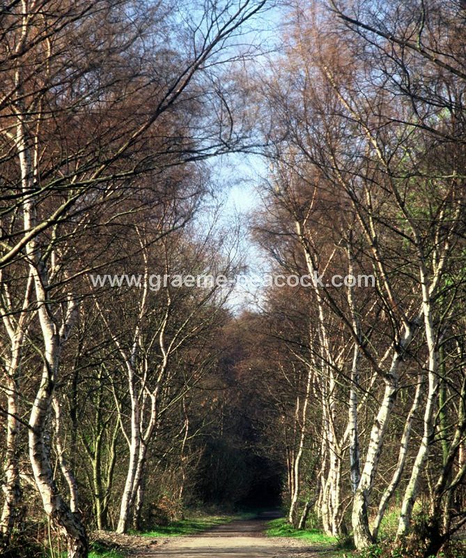 Derwent Walk