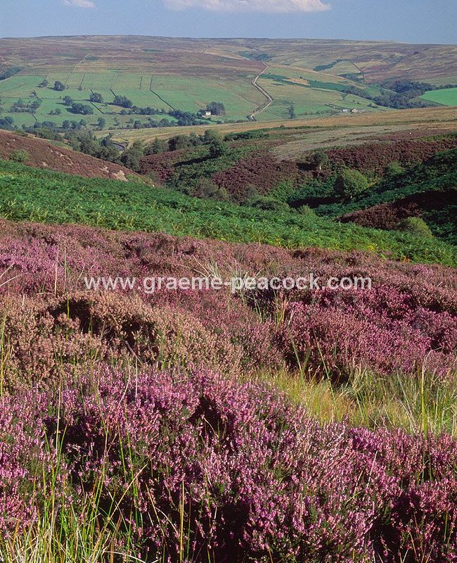 The North Pennines in Northumberland