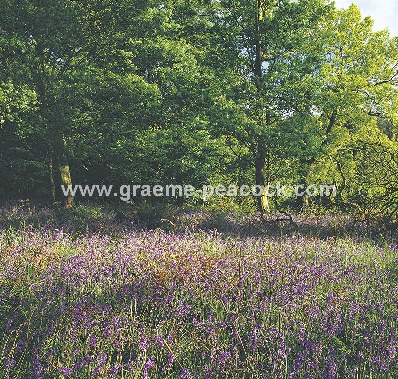 Bluebells near Durham City
