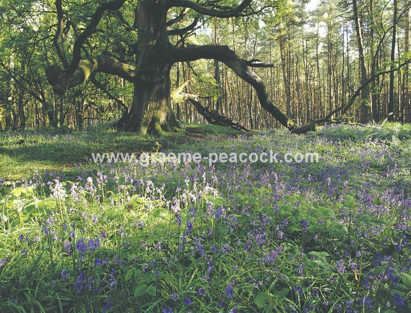Bluebells near Yarm