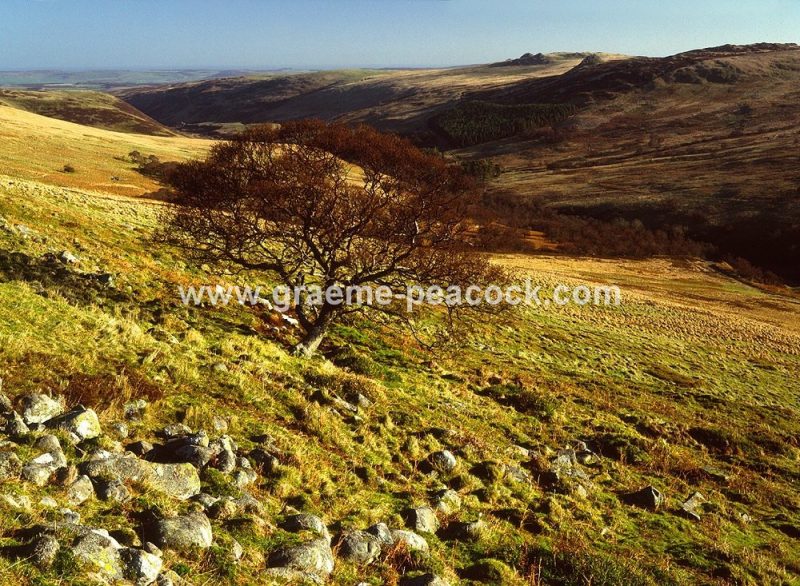 View down Harthope Valley near Wooler, Cheviot Hills, Northumberland, NNPA