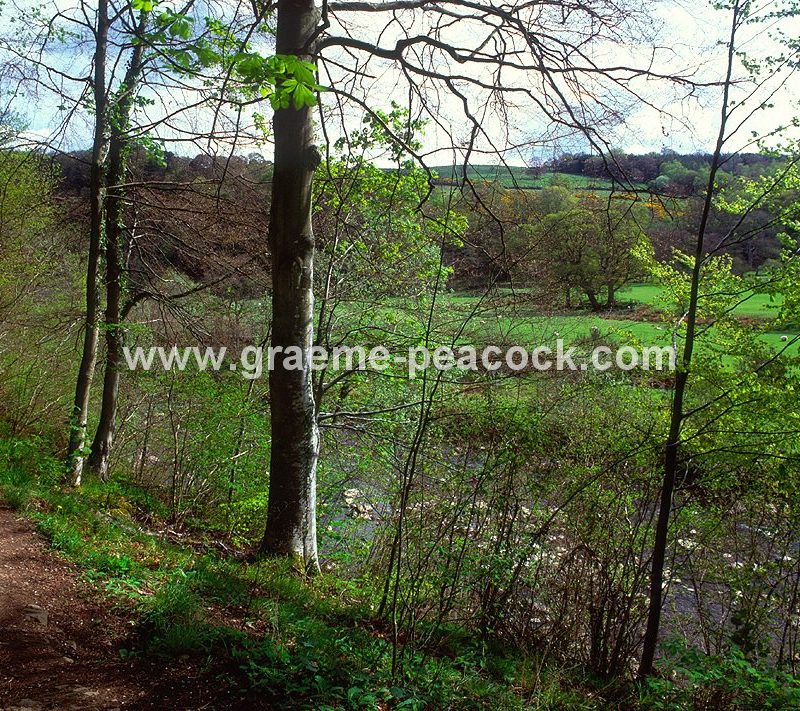 Allenbanks near Bardon Mill, Northumberland