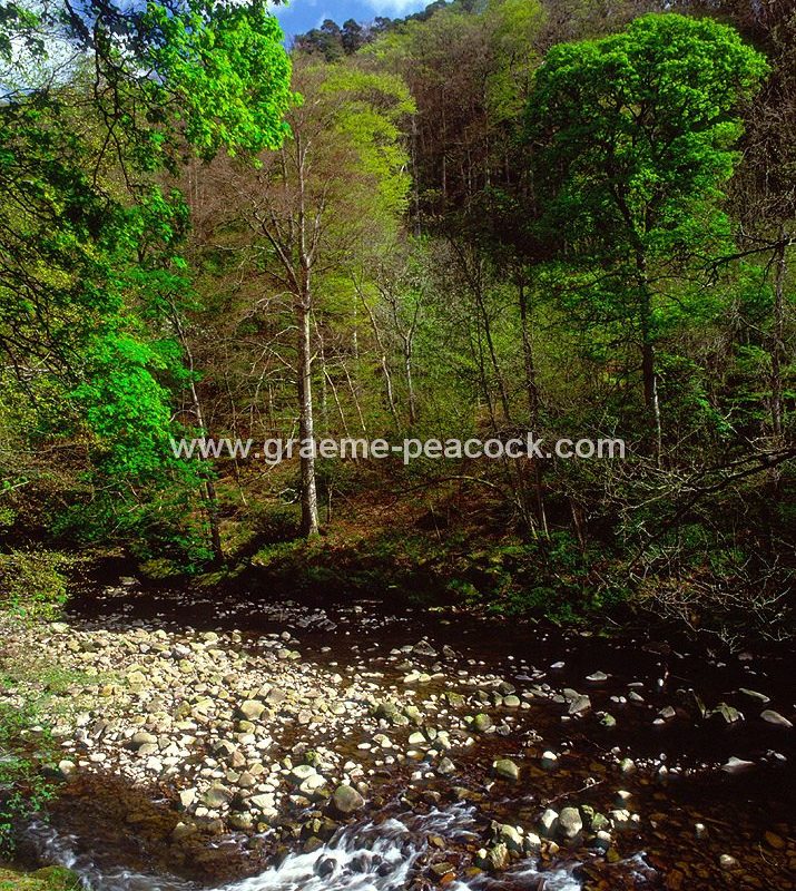 Allenbanks near Bardon Mill, Northumberland