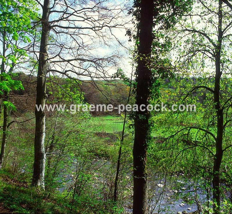Allenbanks near Bardon Mill, Northumberland