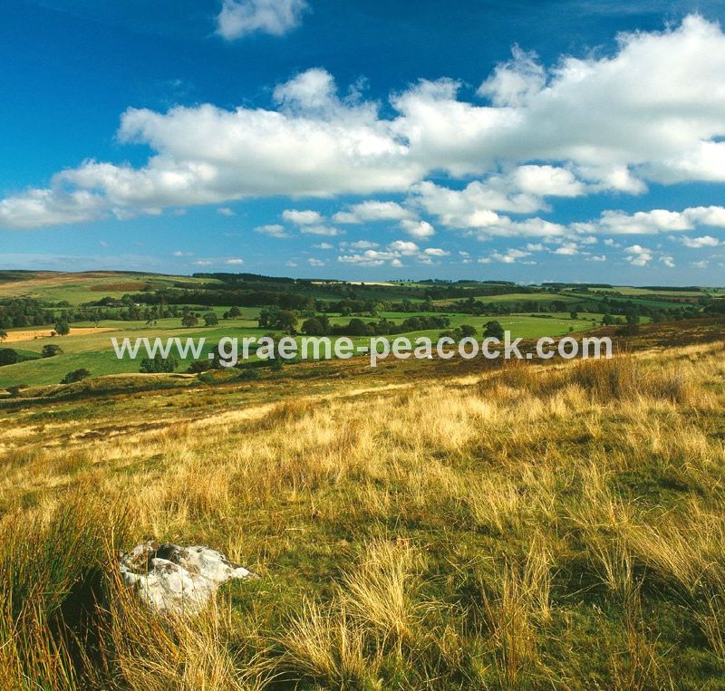 Beanley Bank ,near Eglingham, Northumberland