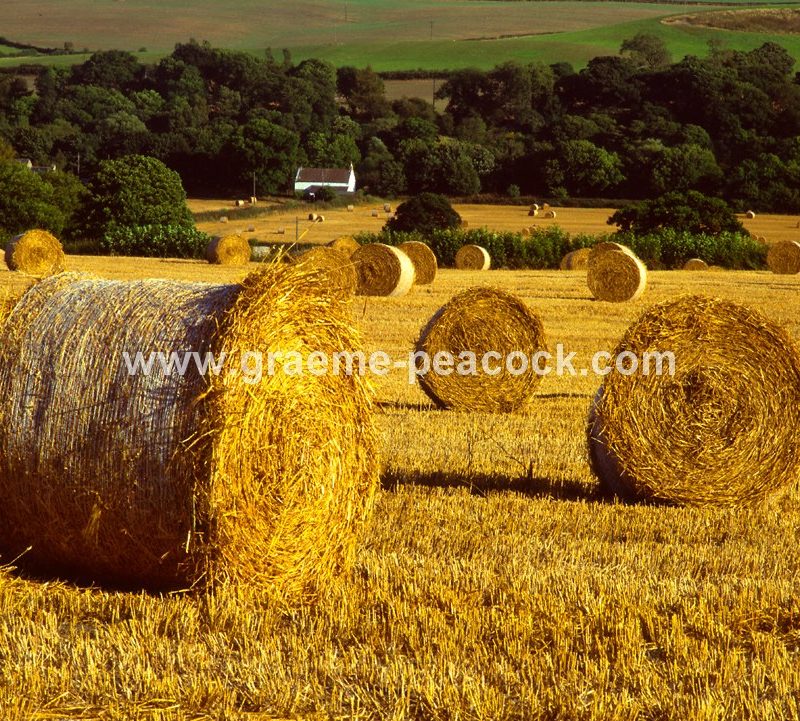 Harvest time near Wylam, Northumberland