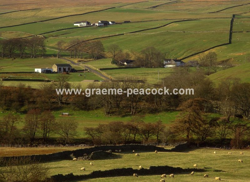 Teesdale near Langdon Beck, County Durham