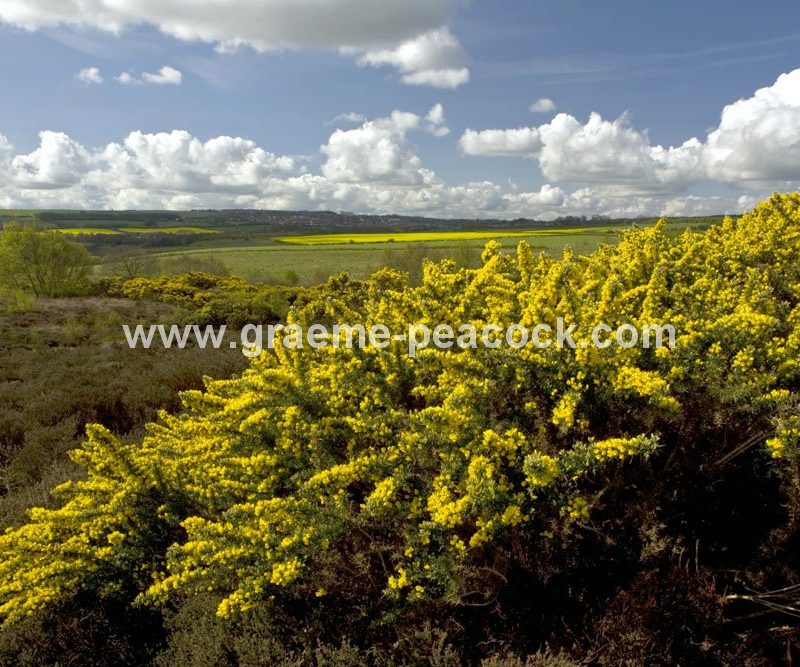 Waldridge Fell, Chester-le-Street, County Durham