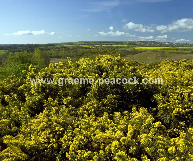 Waldridge Fell, Chester-le-Street, County Durham