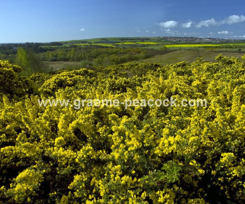 Waldridge Fell, Chester-le-Street, County Durham