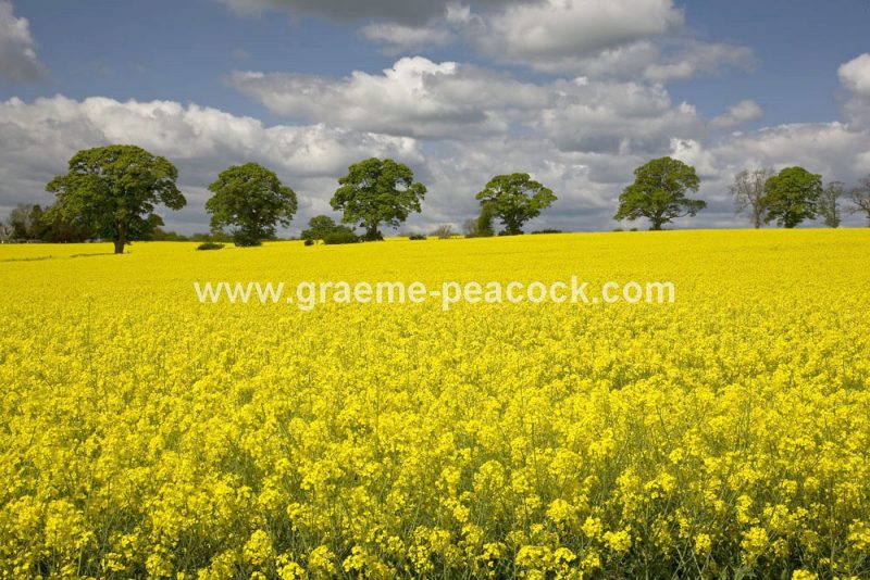 Oil Seed Rape Fields near Chollerford, Northumberland
