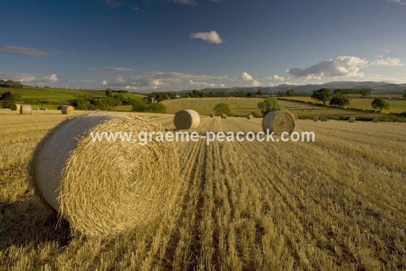 Harvest time near Ford Village, Northumberland