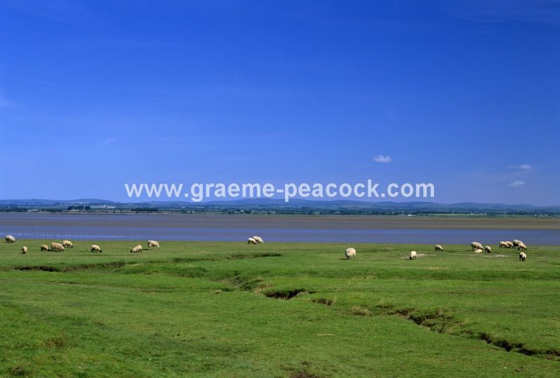 Burgh Marshes, near Drumburgh, Cumbria