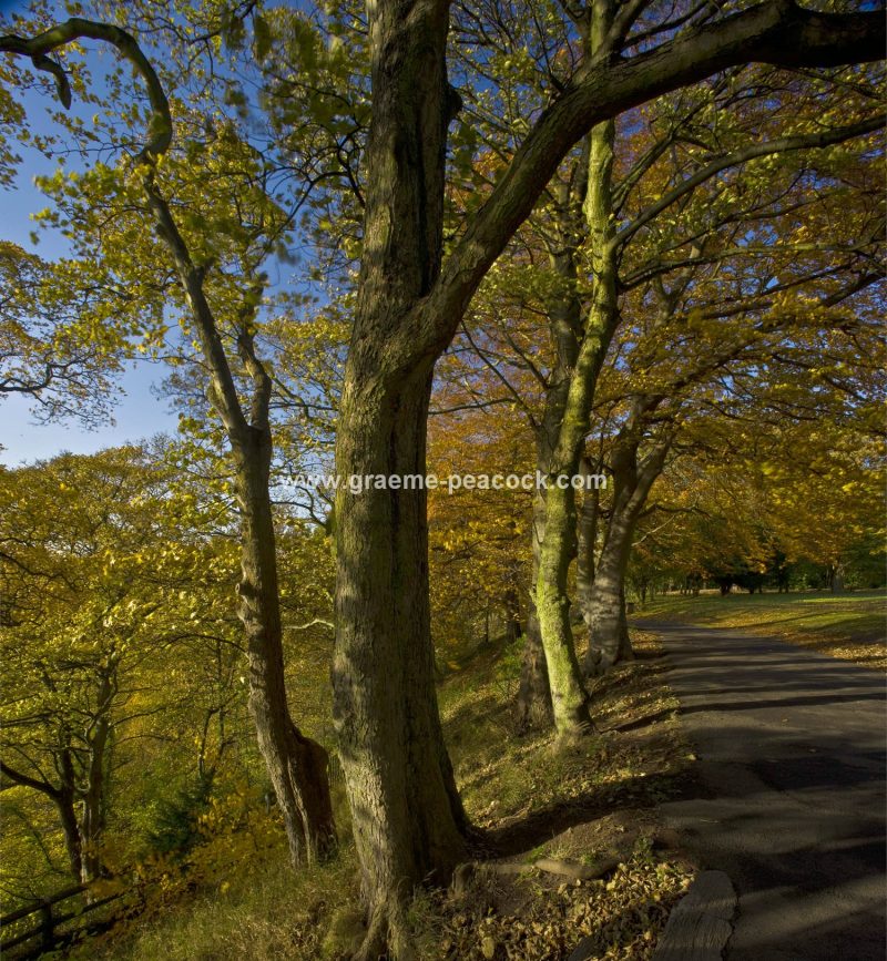 Jesmond Dene in autumn, Newcastle upon Tyne