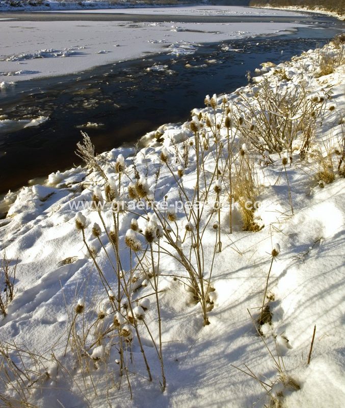 River Tyne in winter near Wylam,  Northumberland