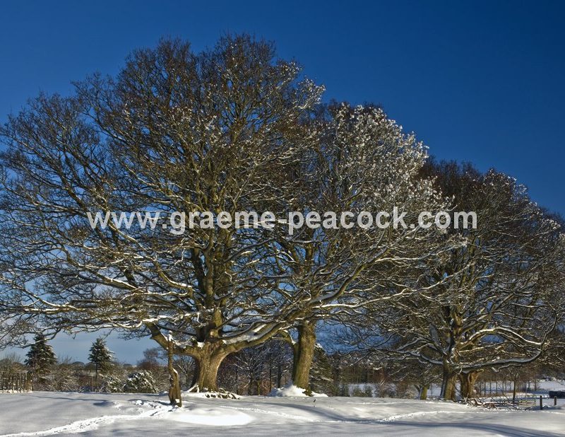 Winter landscape near Belsay,  Northumberland