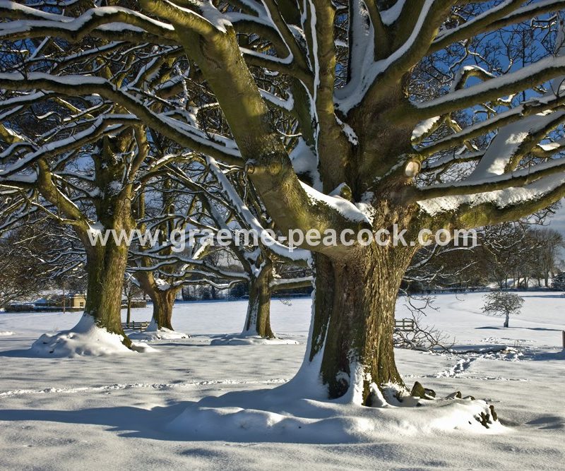 Winter landscape near Belsay , Northumberland