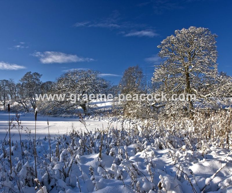 Winter landscape near Belsay,  Northumberland