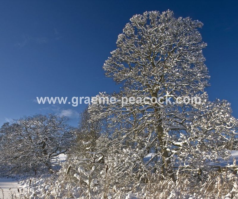 Winter landscape near Belsay,  Northumberland